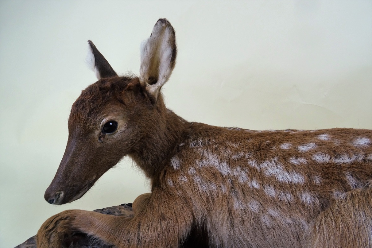 Taxidermy Baby Deer